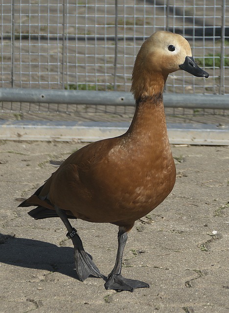 容忽视