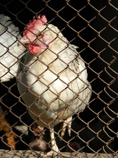 他们的防守 他们的防守